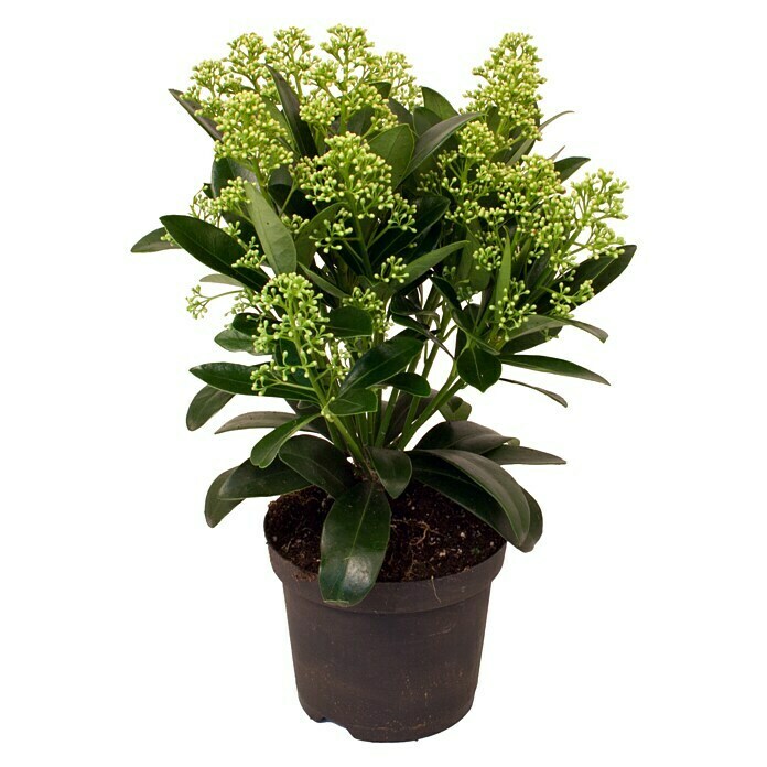 Piardino Japanische Fruchtskimmie (Skimmia japonica White Dwarf, Topfgröße: 13 cm, Weiß)