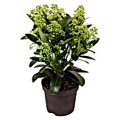 Piardino Japanische Fruchtskimmie (Skimmia japonica White Dwarf, Topfgröße: 13 cm, Weiß)