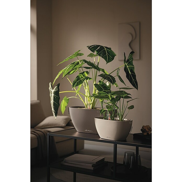 Lechuza Pflanzschale Navio (L x B x H: 13,5 x 29 x 14 cm, Kunststoff, Sandbraun) | BAUHAUS