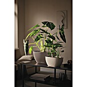 Lechuza Pflanzschale Navio (L x B x H: 13,5 x 29 x 14 cm, Kunststoff, Sandbraun) | BAUHAUS
