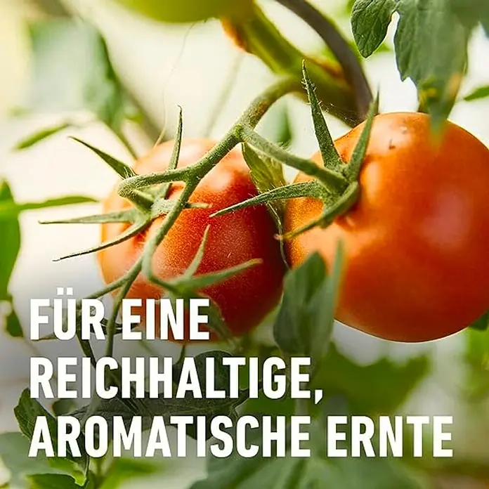 Compo Bio-Schafwolldünger Tomaten - 0,75 kg, Gemüse - Reife, rote Tomaten am Strauch versprechen eine reichhaltige, aromatische Ernte. Perfekt für Salate und Saucen.