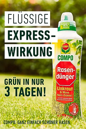 kidney bohnen saatgut Bio Kidneybohnen | rot