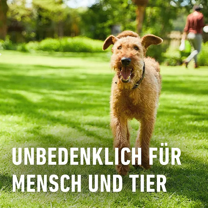 Compo Langzeitdünger Rasendünger - 20 kg, Max. Anwendungsfläche: 500 m² - Unbedenklich für Mensch und Tier. Ein verspielter Irish Terrier rennt über eine grüne Wiese, im Hintergrund eine Person.