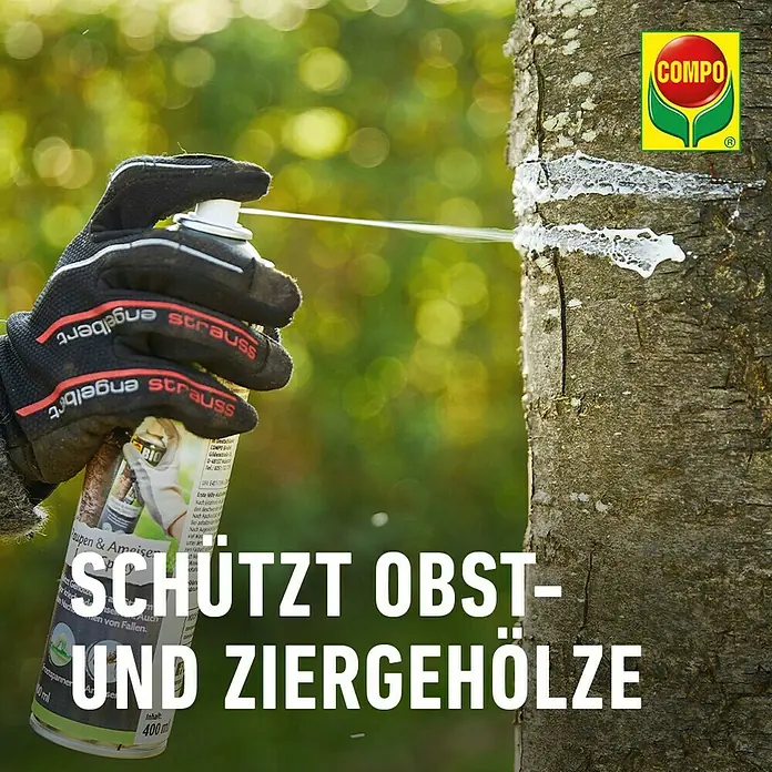 Compo Ameisen-Mittel Leimspray - 400 ml - COMPO Schädlingsbekämpfungsspray schützt Obst- und Ziergehölze vor Schädlingen.