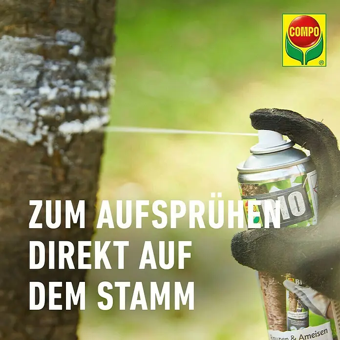 Compo Ameisen-Mittel Leimspray - 400 ml - Ein COMPO Insektenspray wird direkt auf einen Baumstamm gesprüht, um Insekten zu bekämpfen.