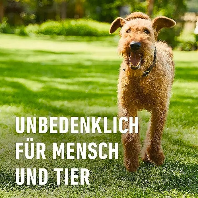 Compo Bodenaktivator Für Rasen - 10 kg, Max. Anwendungsfläche: 133 m² - Ein hellbrauner, zotteliger Hund rennt auf einer grünen Wiese auf die Kamera zu, mit dem Text "Unbedenklich für Mensch und Tier".