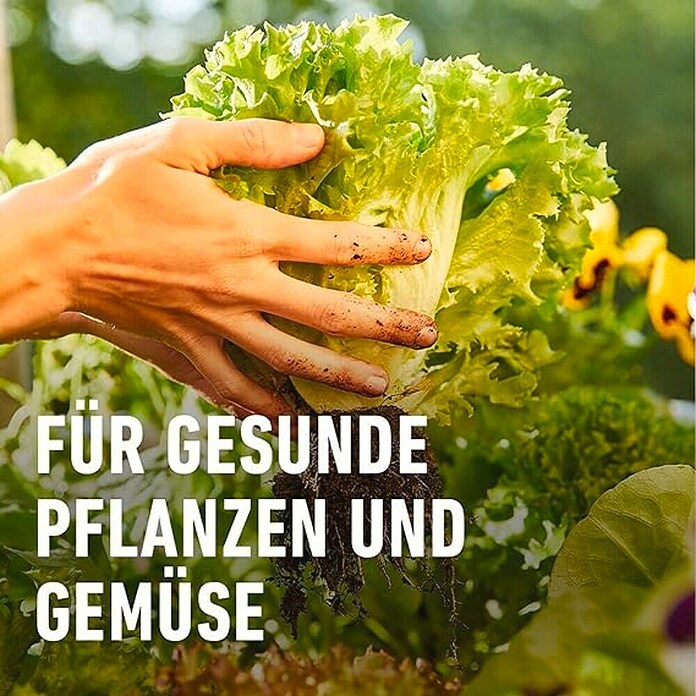 Compo Bio-Schafwolldünger Hochbeet (750 g, Hochbeet) | BAUHAUS