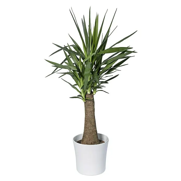 Soendgen Keramik Übertopf rund Tahiti - Max. Außendurchmesser: 28 cm, Weiß - Zimmerpflanze Yucca in weißem Topf, mit grünen, spitzen Blättern und einem markanten, braunen Stamm. Ideal als dekoratives Element für Innenräume.