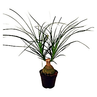 Piardino Elefantenfuß Knolle (Beaucarnea recurvata, Topfgröße: 12 cm)