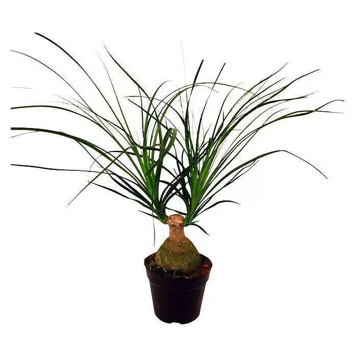 Piardino Elefantenfuß KnolleBeaucarnea recurvata, Topfgröße: 12 cm