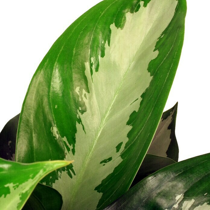 Aglaonema commutatum17 Siver Bay