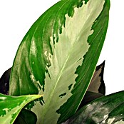 Aglaonema commutatum17 Siver Bay