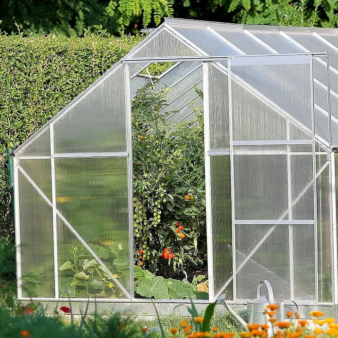 Floordirekt Hohlkammerplatte Doppelstegplatte Polycarbonat 4 mm - 60,5 x 121 cm Transparent -  - Gewächshaus mit Tomatenpflanzen. Das Gewächshaus bietet optimalen Schutz für empfindliche Pflanzen und verlängert die Gartensaison.