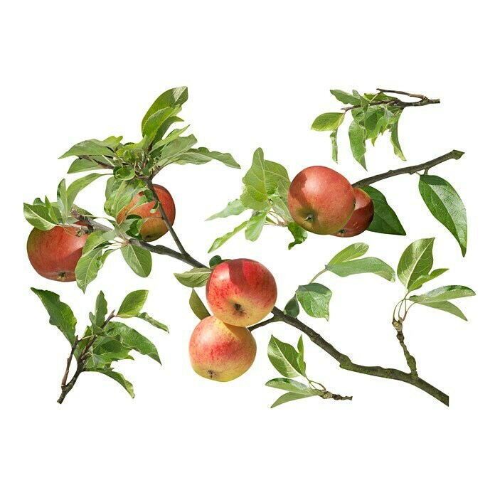 Wandtattoo (Ast mit Äpfel, 48 x 68 cm)