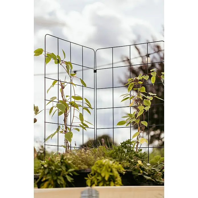 Upyard Rankgitter - Passend für: Pallettenrahmen-Hochbeete, 120 x 55 x 0,8 cm - Nahaufnahme einer Pflanze, die an einer schwarzen Spalierstruktur im Freien emporwächst, vor einem verschwommenen Himmel.