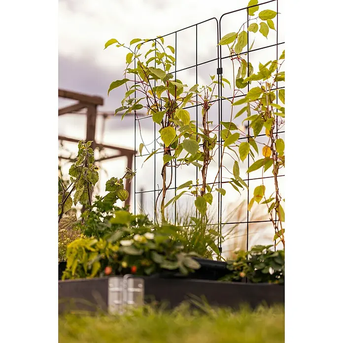 Upyard Rankgitter - Passend für: Pallettenrahmen-Hochbeete, 120 x 55 x 0,8 cm - Nahaufnahme eines schwarzen Spalier voller Pflanzen in einem Gartenbeet, das sattes Grün und organisches Wachstum zeigt.