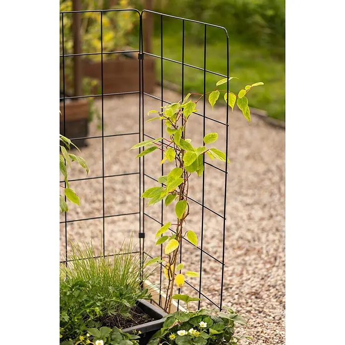 Upyard Rankgitter - Passend für: Pallettenrahmen-Hochbeete, 120 x 55 x 0,8 cm - Bild eines schwarzen Metall-Pflanzgitters mit einer Kletterpflanze, das ein modernes Design und Funktionalität für den Garten bietet.