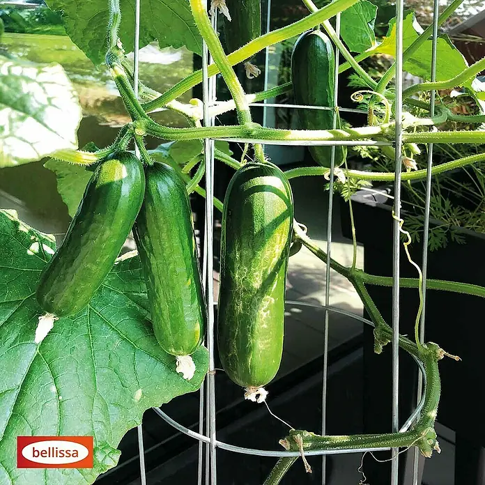 Bellissa Gurkenturm - Ø x H: 20 x 120 cm, Verzinkt - Frische grüne Gurken wachsen an einer Kletterhilfe. Ideal für den Anbau im Garten oder auf dem Balkon, um leckere, knackige Gurken zu ernten.