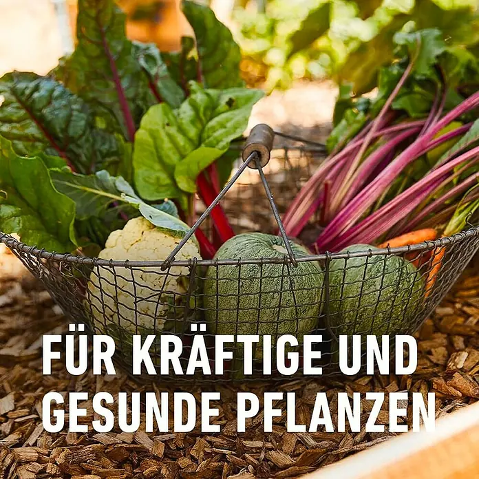 Compo Langzeitdünger Garten - 2 kg, Max. Anwendungsfläche: 37 m² - Ein Korb voller frischer Ernte aus dem Garten, darunter Mangold, Kürbis und Blumenkohl. Für kräftige und gesunde Pflanzen.
