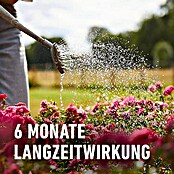 Compo Langzeitdünger Rosen (2 kg) | BAUHAUS