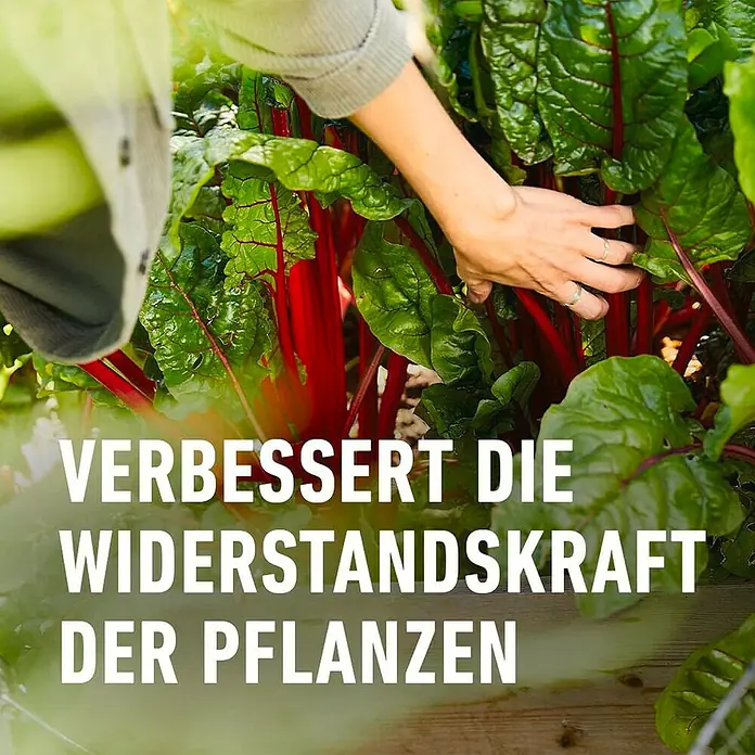 Compo Langzeitdünger Garten - 2 kg, Max. Anwendungsfläche: 37 m² - Jemand pflegt eine Gruppe vitaler, roter Mangoldpflanzen in einem Gartenbeet, die Widerstandsfähigkeit fördernd.