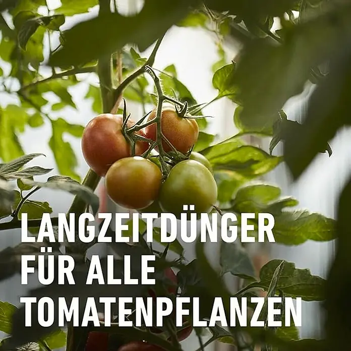 Compo Langzeitdünger Tomaten - 850 g, Max. Anwendungsfläche: 14 m² - Langzeitdünger für Tomatenpflanzen. Der Dünger sorgt für eine reiche Ernte und gesunde Pflanzen.