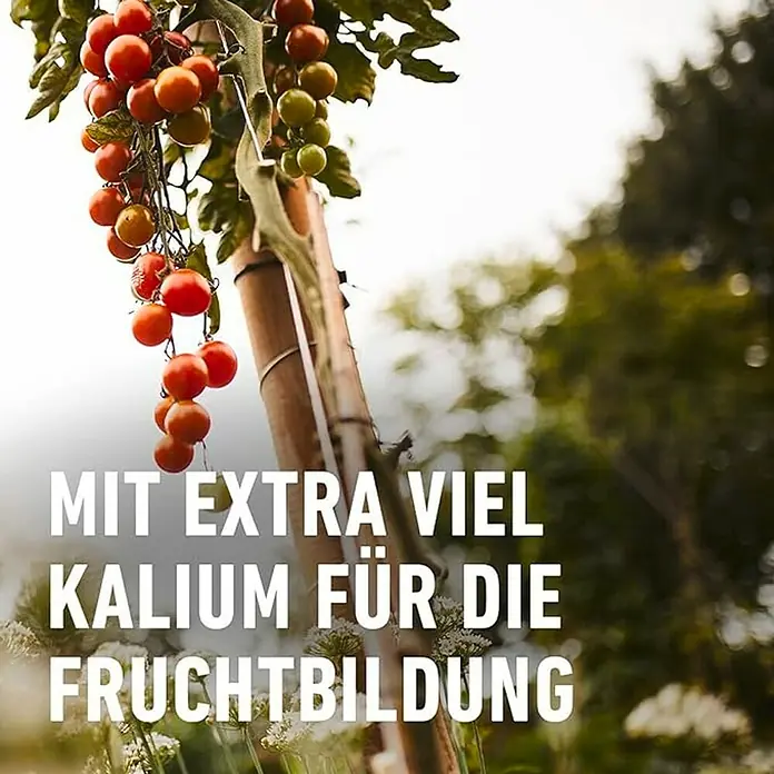 Compo Langzeitdünger Tomaten - 850 g, Max. Anwendungsfläche: 14 m² - Eine Pflanze mit vielen reifen, roten Tomaten, die an einem Bambusstab befestigt ist. Optimale Nährstoffversorgung für üppige Fruchtbildung.