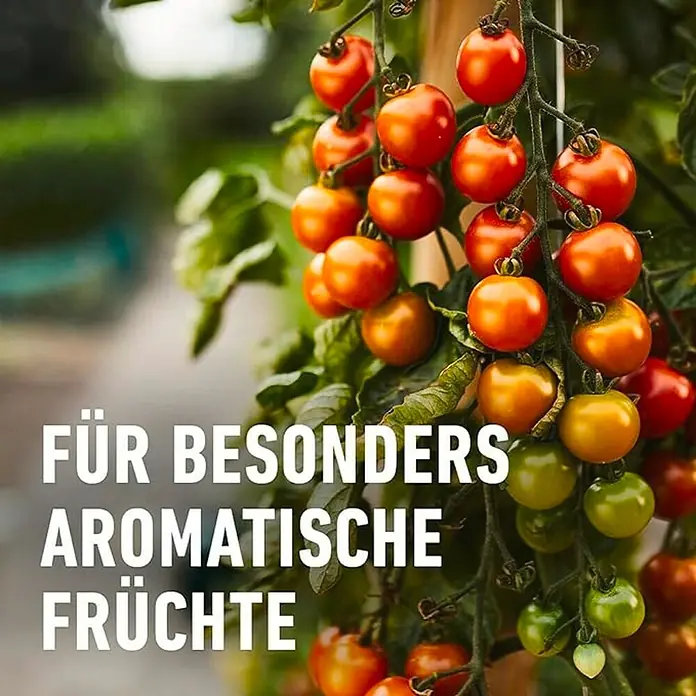Compo Langzeitdünger Tomaten - 850 g, Max. Anwendungsfläche: 14 m² - Strauch mit reifen und unreifen Kirschtomaten, die für besonders aromatische Früchte stehen.