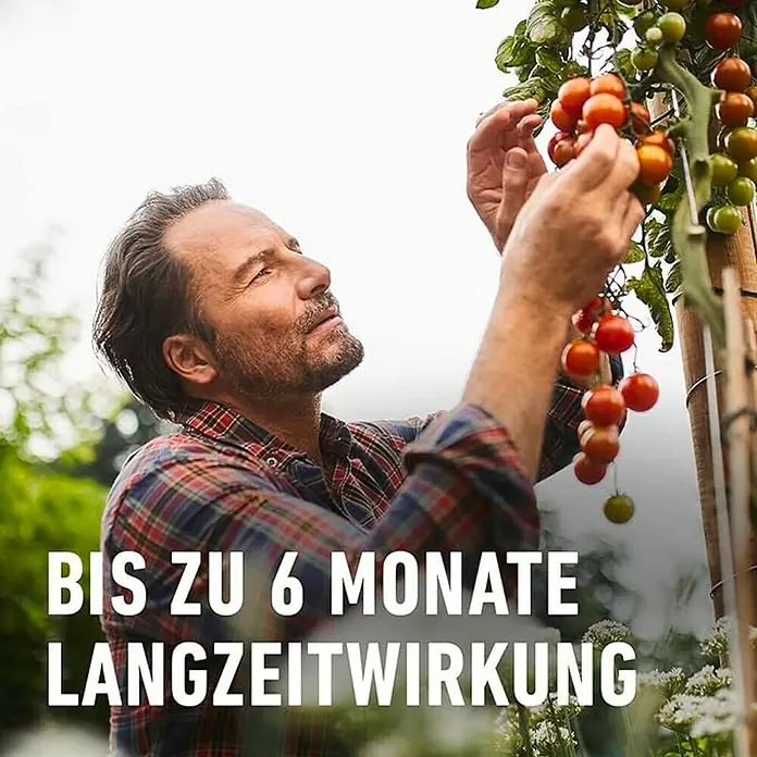 Compo Langzeitdünger Tomaten - 850 g, Max. Anwendungsfläche: 14 m² - Ein Mann betrachtet seine reifen Tomaten. Langzeitwirkung bis zu 6 Monate.