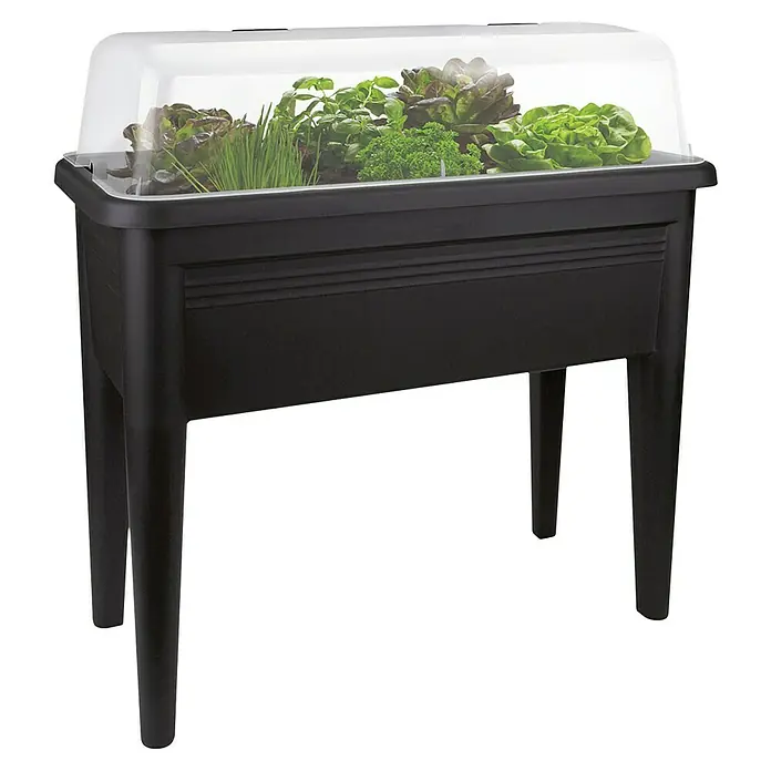 Elho Green Basics Huerto XXL - 75 x 37 x 65 cm, Plástico, Antracita - La imagen muestra un huerto elevado negro sobre patas con una cubierta transparente, en el que crecen varias hierbas y lechugas.
