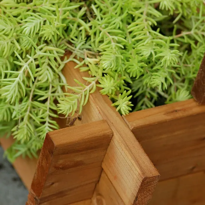 Pflanzkasten - Braun, Holz - Nahaufnahme eines Holzpflanzgefäßes mit üppigem, hellgrünem Sedum, das über den Rand quillt. Rustikaler Charme für Garten und Terrasse.
