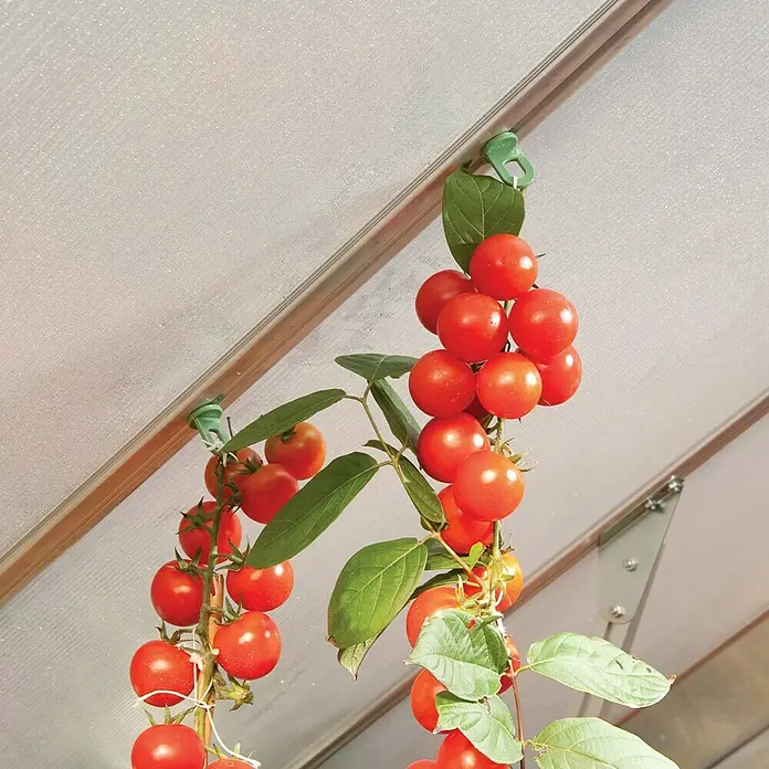 Palram – Canopia Pflanzhilfe - Passend für: alle Gewächshäuser, 10 Stk. - Nahaufnahme von reifen, roten Kirschtomaten, die an einer Gewächshausstruktur befestigt sind, was die Frische und den Anbau im Garten betont.