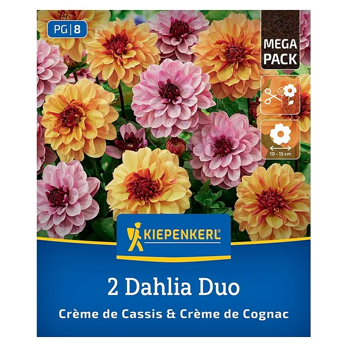 Kiepenkerl Dahlie Crème de Cassis & Crème de Cognac - Dahlia x Hybrida, Mehrfarbig - Abbildung einer '2 Dahlia Duo' Packung mit 'Crème de Cassis & Crème de Cognac' Dahlien, die in verschiedenen Farben blühen.