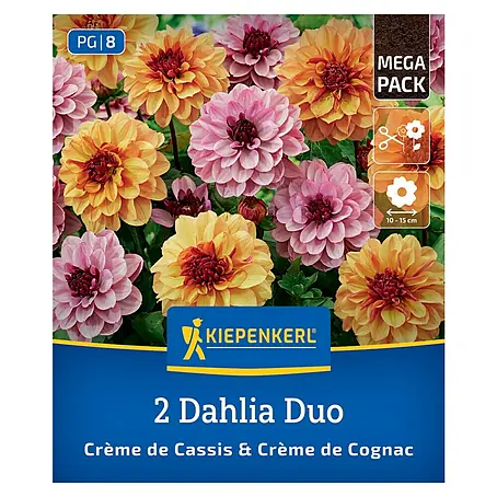 Kiepenkerl  Dahlie Crème de Cassis & Crème de Cognac