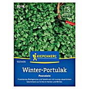 Kiepenkerl Gemüsesamen Portulak Winterportulak (Claytonia perfoliata, Erntezeit: Januar) | BAUHAUS
