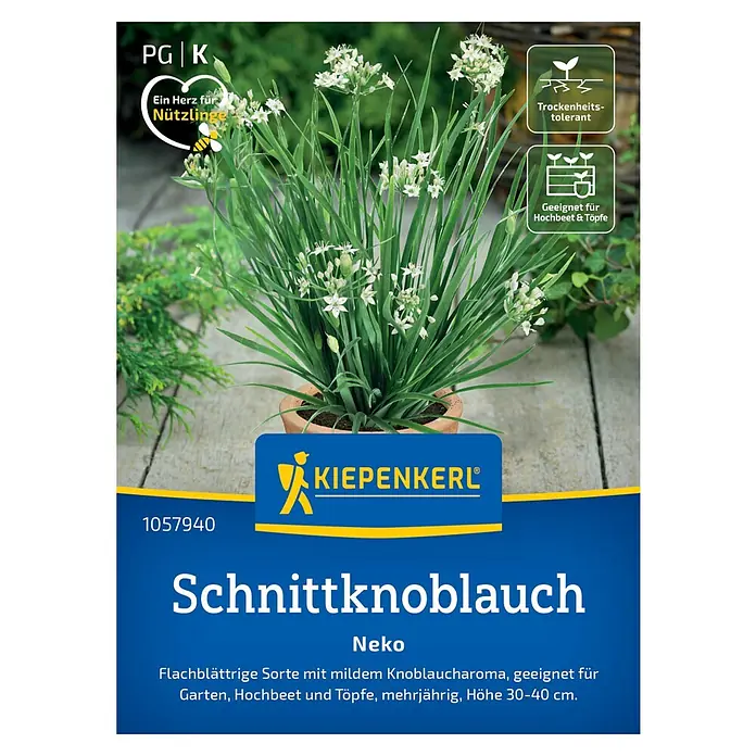 Kiepenkerl Kräutersamen Schnittknoblauch Neko - Allium tuberosum, Saatzeit: April, Erntezeit: Mai - Bild einer 'Schnittknoblauch Neko' Pflanze von KIEPENKERL®, ideal für Garten, Hochbeet und Töpfe.