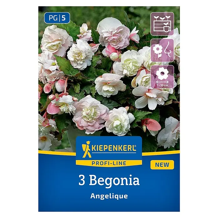 Kiepenkerl Blumensamenmischung Begonie Angelique - Begonia x Tuberhybrida, Mehrfarbig - Produktabbildung einer Packung 3 Begonia Angelique-Blumenzwiebeln. Die Blüten sind zartrosa und weiß.