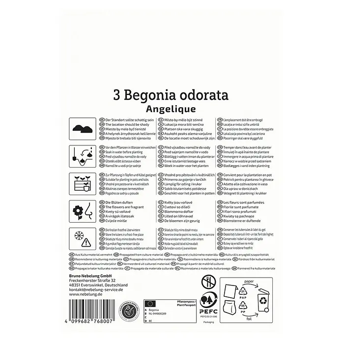 Kiepenkerl Blumensamenmischung Begonie Angelique - Begonia x Tuberhybrida, Mehrfarbig - Produktverpackungsinformationen für 3 Begonia odorata Angelique, mit Pflanzanweisungen und Entsorgungshinweisen.