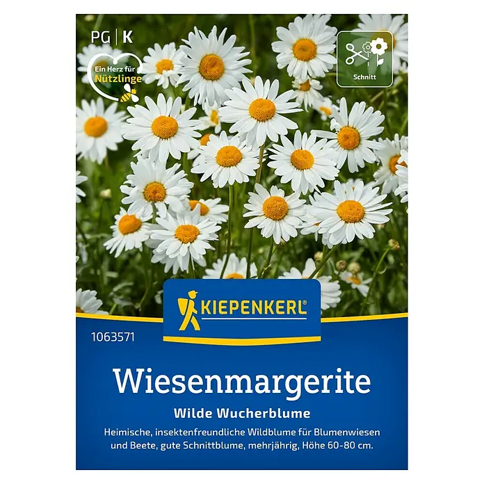 Kiepenkerl Wildblumensamen Wiesenmargerite - Leucanthemum vulgare - Wiesenmargerite: Heimische, insektenfreundliche Wildblume für Blumenwiesen und Beete. Mehrjährige Pflanze mit einer Höhe von 60-80 cm.
