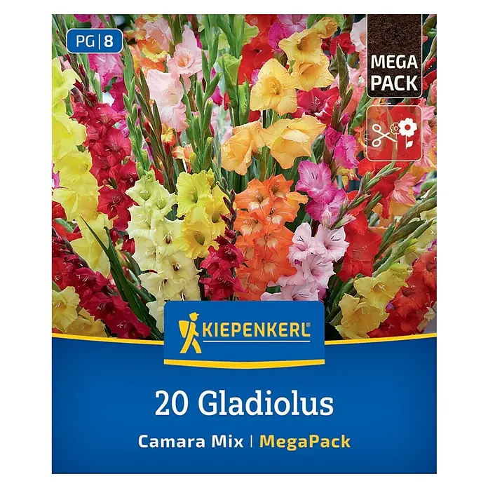 Kiepenkerl Blumensamenmischung Gladiole Camara Mischung - Gladiolus x Hybrida, Mehrfarbig - Produktbild einer Packung mit 20 Gladiolen der Sorte Camara Mix | MegaPack von Kiepenkerl, ideal für farbenprächtige Gärten und Blumenarrangements.