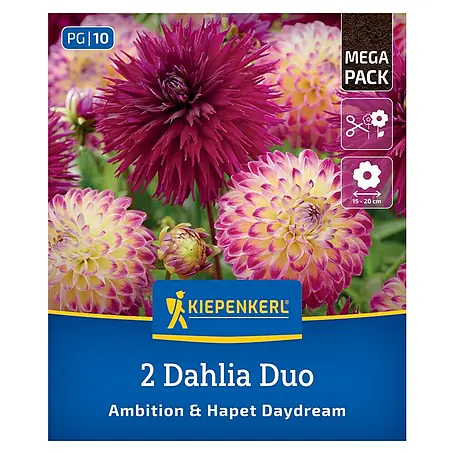Kiepenkerl  Dahlie Ambition & Hapet Daydream