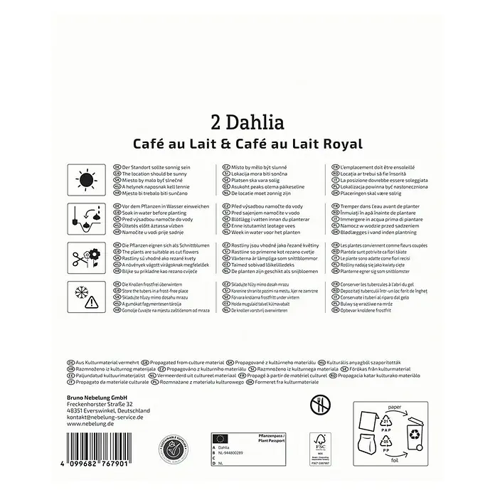 Kiepenkerl Dahlie Café au Lait & Café au Lait - Dahlia x Hybrida, Mehrfarbig - Produktverpackung für 2 Dahlien Café au Lait & Café au Lait Royal mit Pflanz- und Pflegehinweisen.