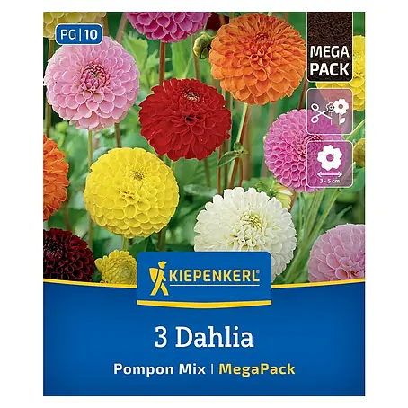 Kiepenkerl  Dahlie Pompon Mix