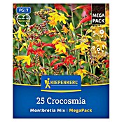 Kiepenkerl Mešana cvetlična semena montbrecij Mix  (Crocosmia crocosmiiflora, Večbarvna) | 8113 - Frühjahrsblumenzwiebeln | IBXA - Blumenzwiebeln | IBX - Blumenzwiebeln | IB - Grünpflanzen/Sämereien | I - Stadtgarten | BAUHAUS
