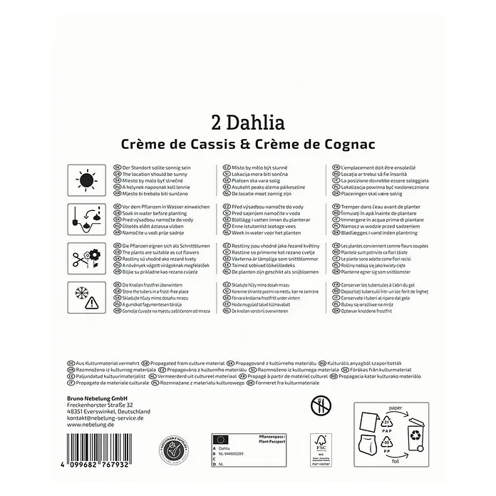 Kiepenkerl Dahlie Crème de Cassis & Crème de Cognac - Dahlia x Hybrida, Mehrfarbig - Bild einer Dahlie "Crème de Cassis & Crème de Cognac" Produktverpackung mit Pflanzanweisungen und Recyclinghinweisen.