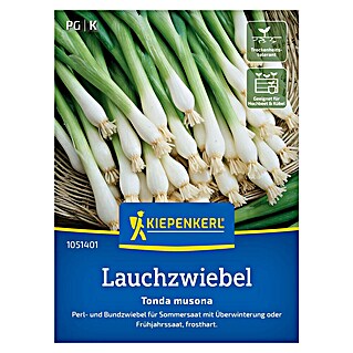 Kiepenkerl Steckzwiebeln Lauchzwiebel Tonda Musona (Allium cepa, Erntezeit: April)