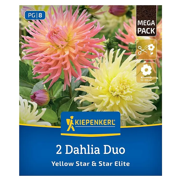 Kiepenkerl Dahlie Yellow Star & Star Elite - Dahlia x Hybrida, Mehrfarbig - Ein Mega-Pack Dahlien Duo "Yellow Star & Star Elite" von Kiepenkerl, das gelbe und rosa Dahlienblüten verspricht.
