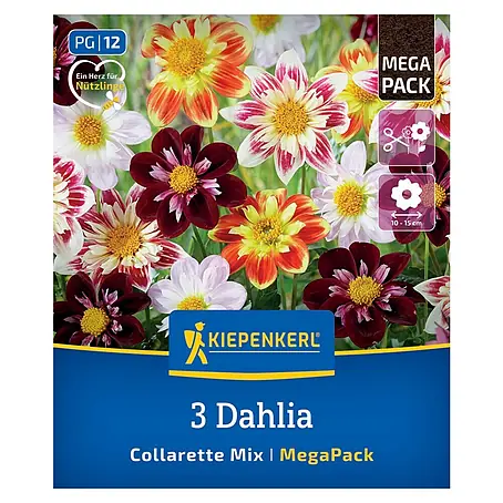 Kiepenkerl  Dahlie Halskrausen-Dahlie Mix