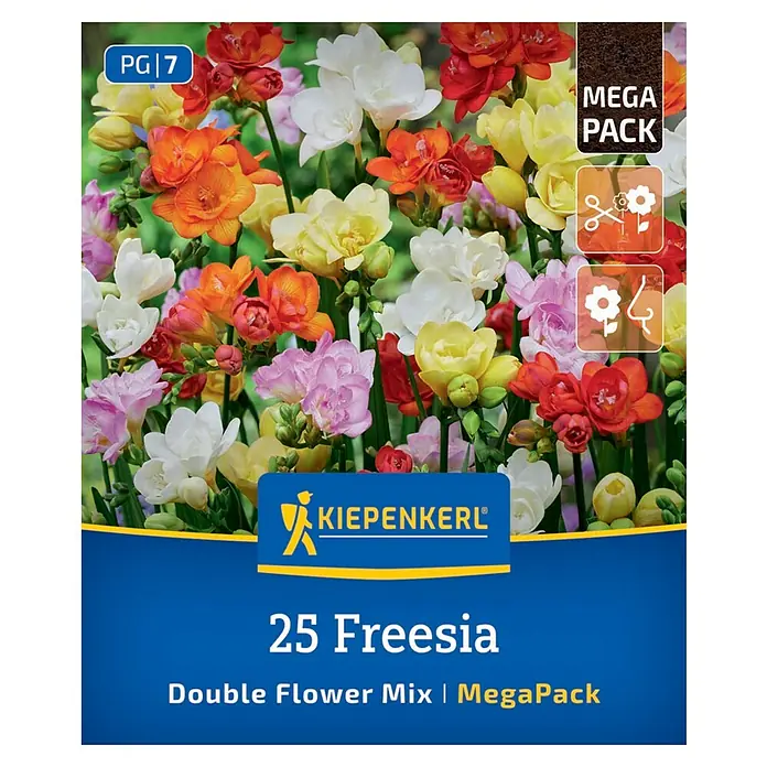 Kiepenkerl Blumensamenmischung Freesien Mischung gefüllte Blüten - Freesia x Hybrida, Mehrfarbig - Ein Bild von einer "25 Freesia Double Flower Mix MegaPack" Saatguttüte von Kiepenkerl.