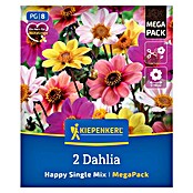 Kiepenkerl Dalija Happy Single Mix  (Dahlia x Hybrida, Večbarvna) | 8113 - Frühjahrsblumenzwiebeln | IBXA - Blumenzwiebeln | IBX - Blumenzwiebeln | IB - Grünpflanzen/Sämereien | I - Stadtgarten | BAUHAUS
